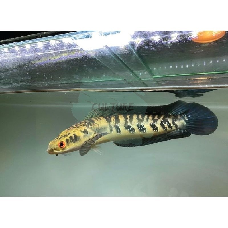 beli3bonus1 garansi 11-16cm Maru ys berkualitas grade A++ ( bonus stiker+ pelet)