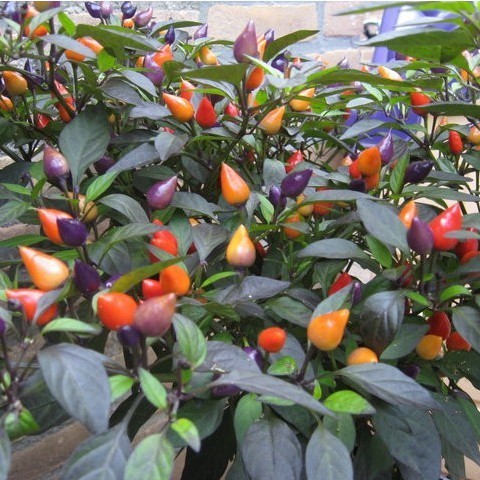 Benih Cabe Hias Cabe Pelangi Repact