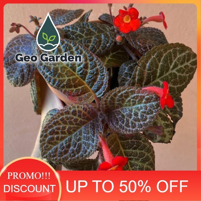 Tanaman gantung episcia hitam - beludru hitam - bunga merah