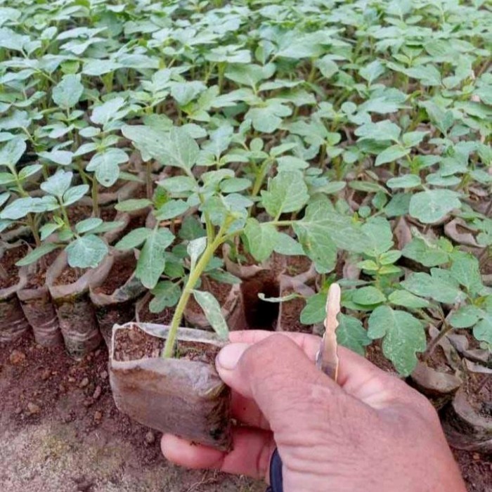 bibit tomat sayur buah siap tanam