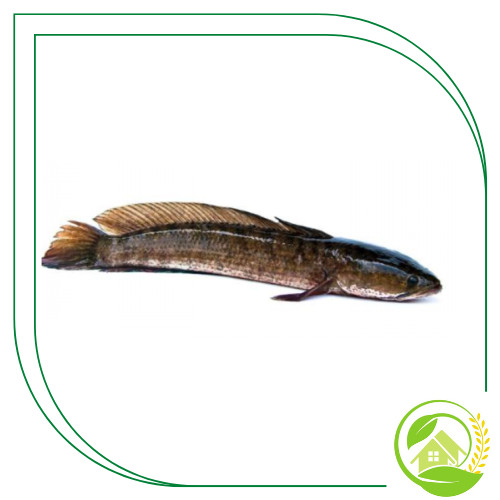 

Ikan Gabus Segar 1Kg