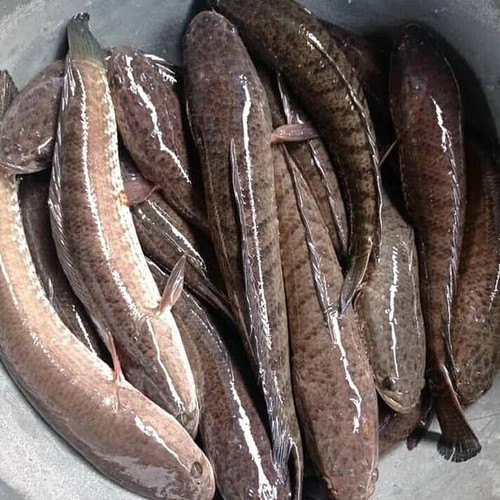 

Ikan Gabus Segar 1000gr (sudah dibersihkan)