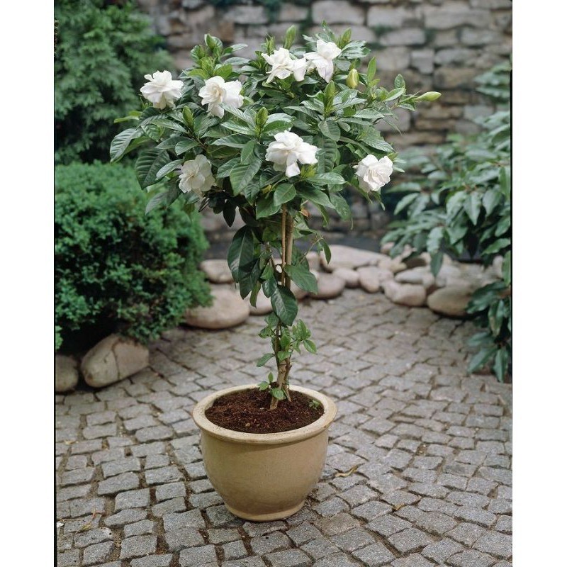 FLORA | Tanaman Hias Melati jasmin Bunga Putih - Tanaman Hidup-Bunga Hidup Murah Melati Jasmine