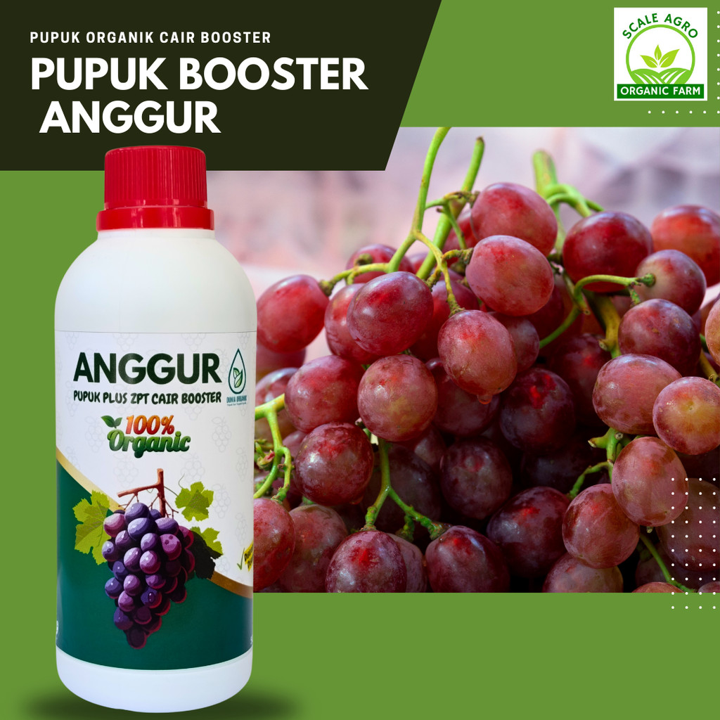 pupuk anggur cepat berbuah, pupuk anggur masa pertumbuhan, pupuk anggur berbuah lebat