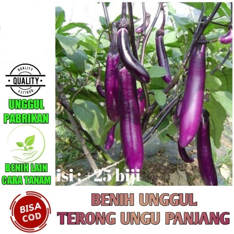 Benih Sayuran Terong Ungu Unggul Terong Ungu Panjang Terung Ungu Lalap