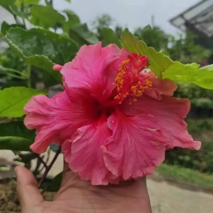 tanaman hias bunga kembang sepatu kuning - pohon kembang sepatu