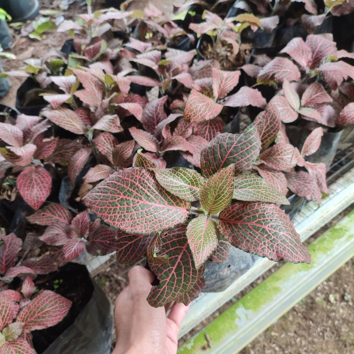 tanaman gantung fittonia mutiara merah/episcia mutiara