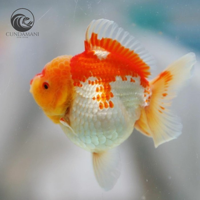 Ornamen MURAH BANGET Hiasan baby ikan koki Oranda rw 6-8 dekorasi aquarium