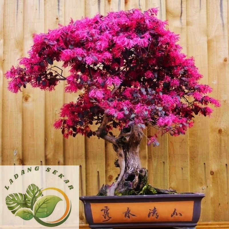 CANTIK Tanaman Bahan Bonsai Serut Merah CLOROPHITALUM