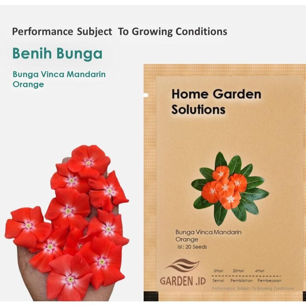 Bibit Benih  bunga vinca Mandarin Orange   ( Isi 20  Biji )