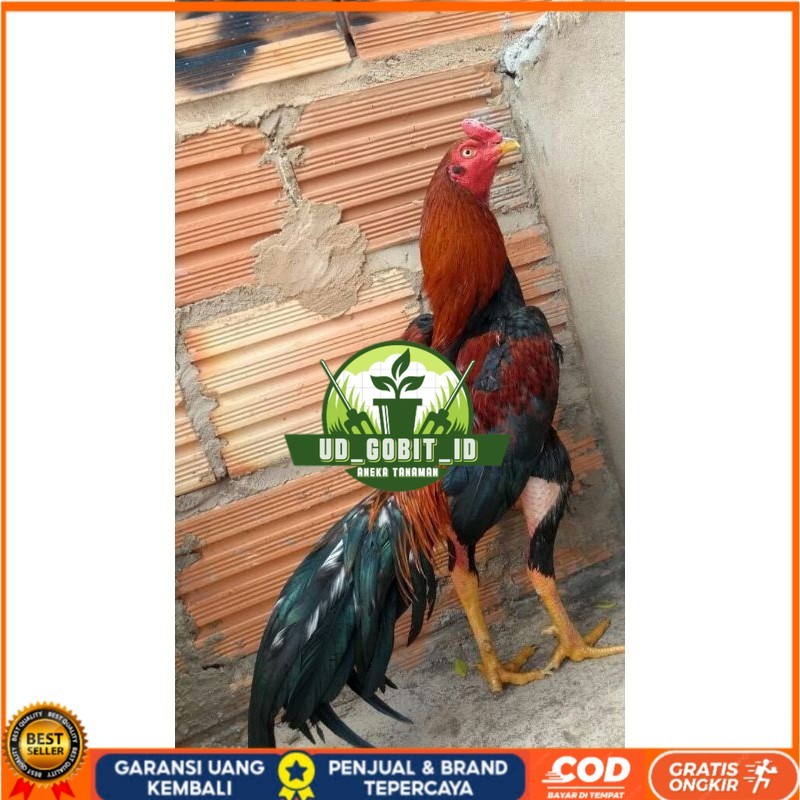 

BANGKOK F1 TELUR FERTIL PROMO BESAR UD_GOBIT_ID