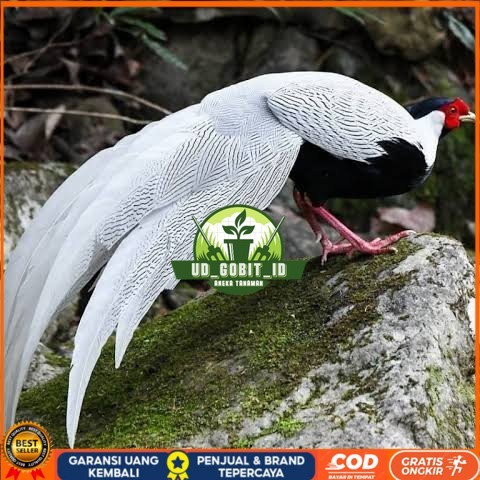 

Telur ayam hias ringneck silver pheasant fertil siap ditetaskan UD_GOBIT_ID