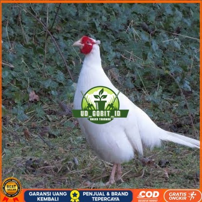 

Telur ayam hias ringneck white pheasant fertil untuk ditetaskan UD_GOBIT_ID