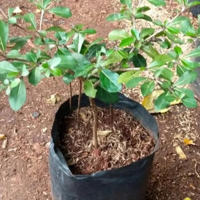 bibit ketapang kencana pohon - bibit pohon ketapang kencana