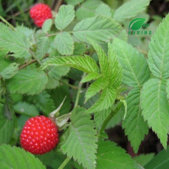 Bibit tanaman buah arbei - Buah arben hutan langka