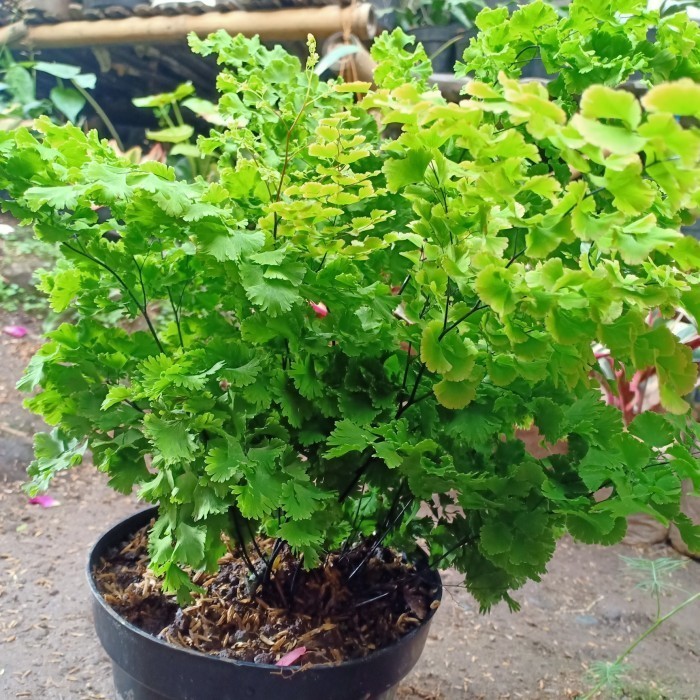 Tanaman Suplir Daun kecil / Suplir Seledri