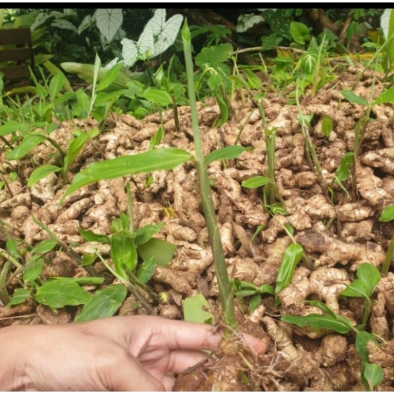 

Bibit lempuyang lempuyung-empon empon Rempah_herbalCo