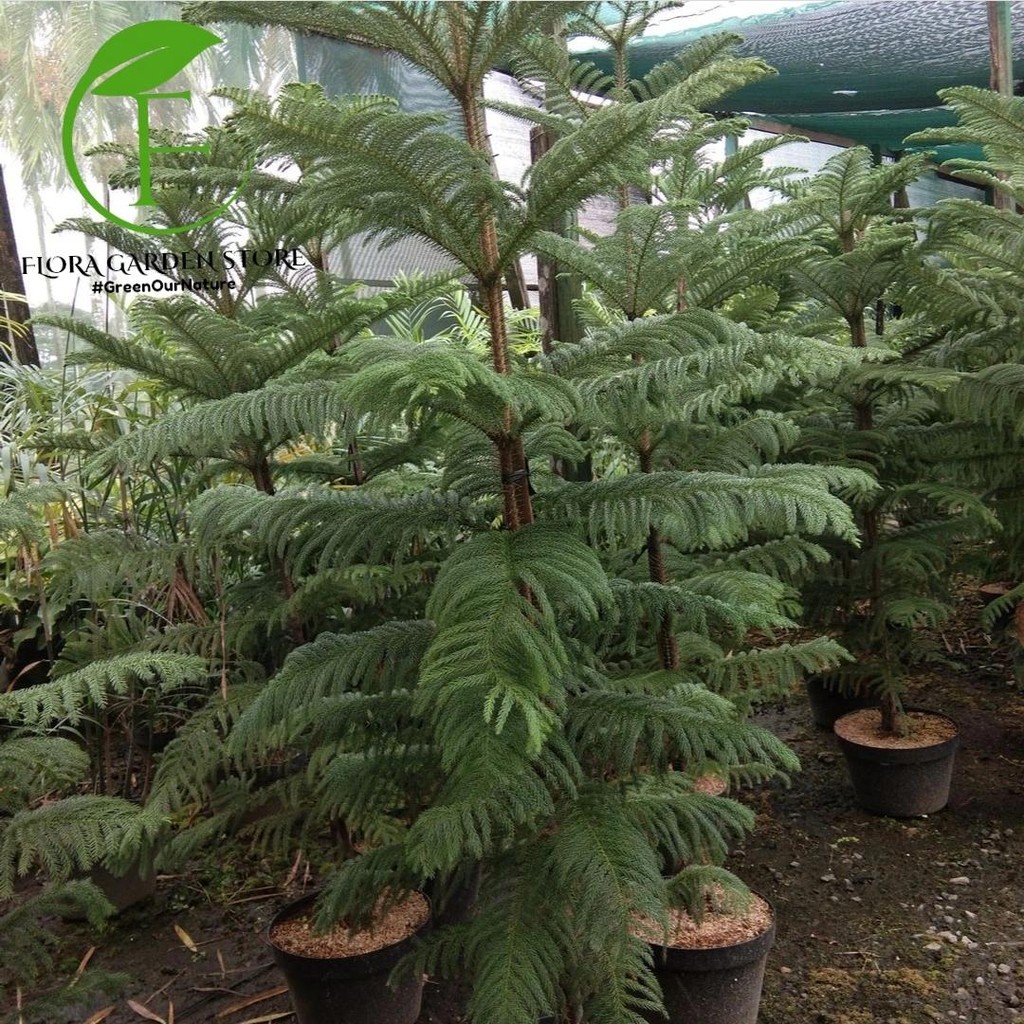 Tanaman Hias Cemara Norfolk Tinggi 1 Meter - Pohon Cemara Norfolk Tinggi 1 Meter