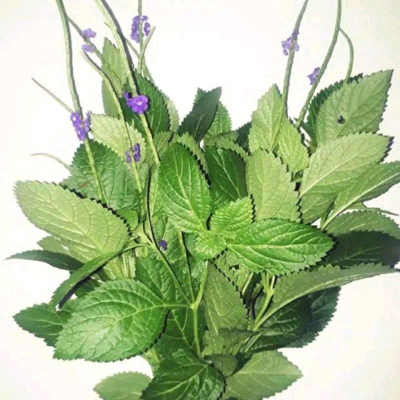 

Daun Pecut Kuda Segar Asli Herbal Alami 1 Kg