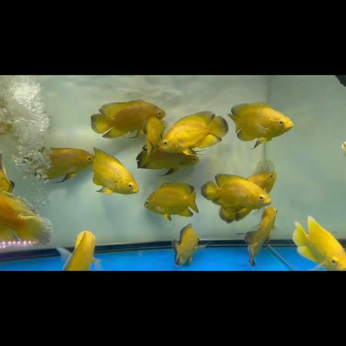 Oscar Lemon import Thailand 12cm ( pure )