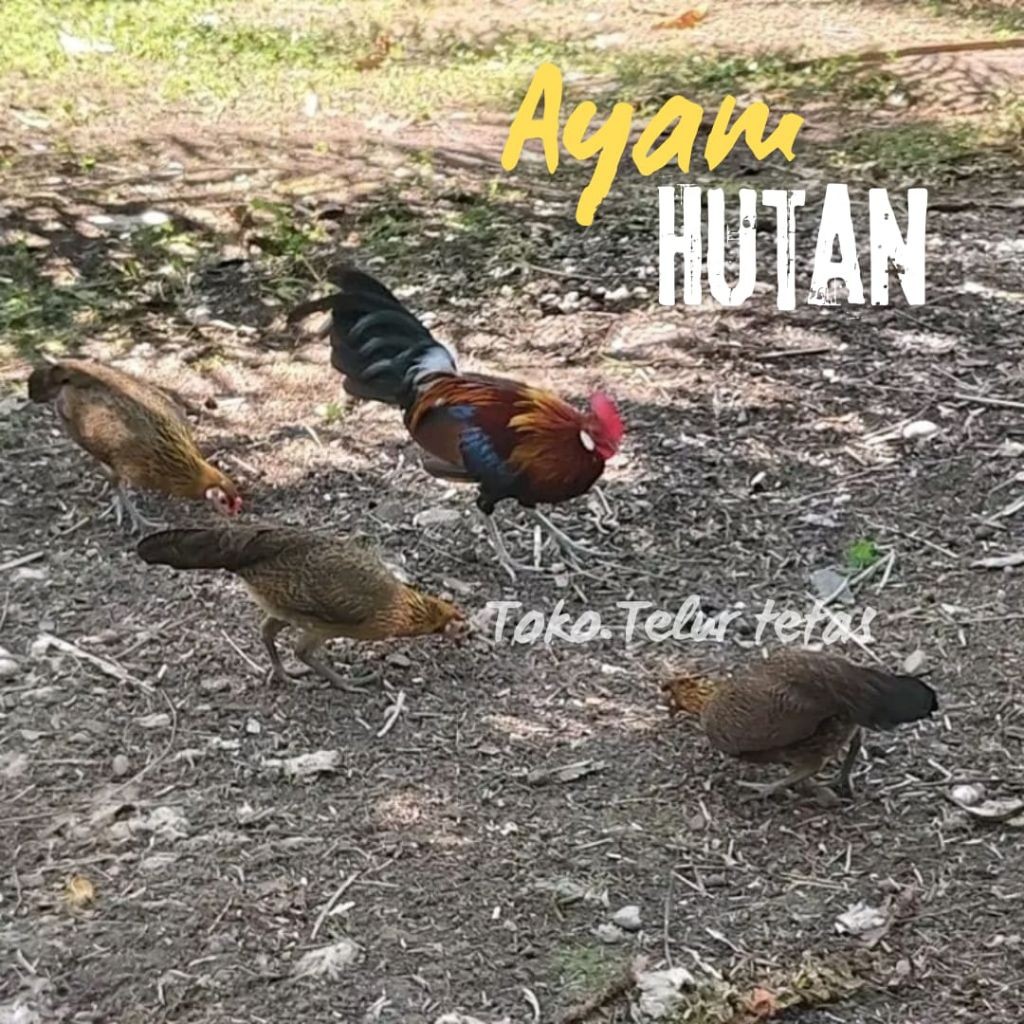 

telur ayam hutan asli bisa untuk di tetaskan