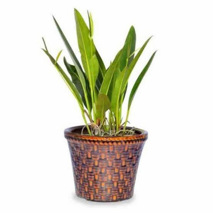 Tanaman hias anthurium golok