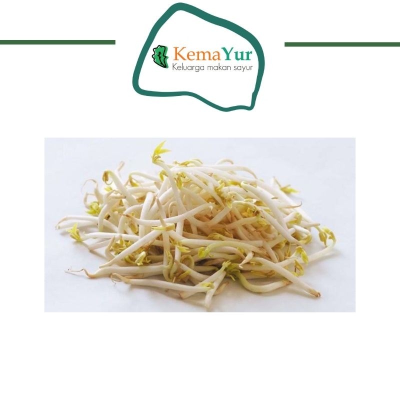 

TAUGE TOGE PANJANG FRESH 250GR - 1kg surabaya