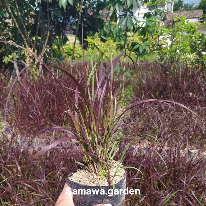 Tanaman hias ekor kuda merah / ilalang merah