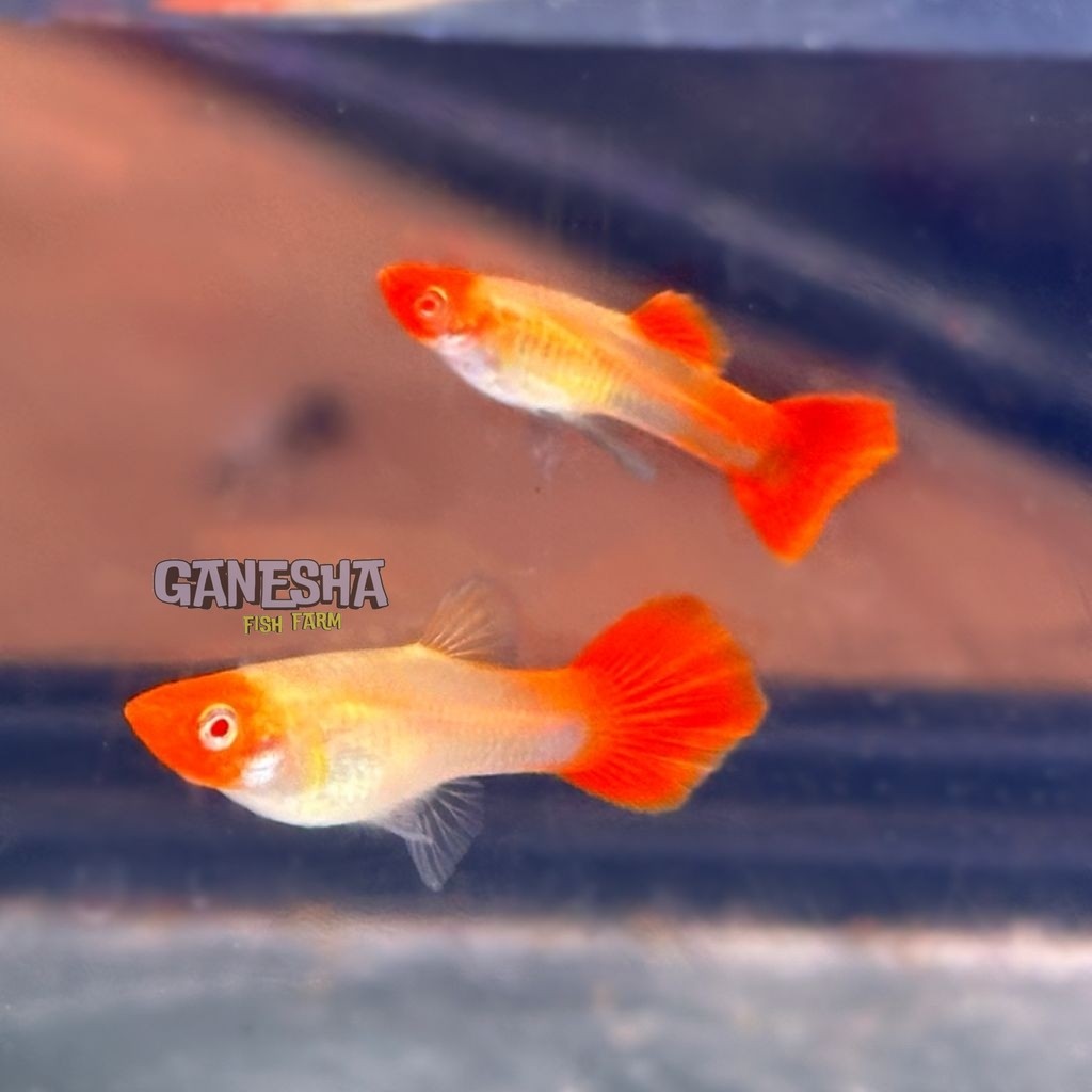 Guppy plat Koi  / Platinum Koi paket sepasang