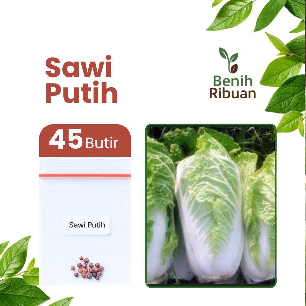 BENIH RIBUAN - Benih Sayur Sawi Putih Unggul Bibit Sawi Putih Super Lebat Benih Sayuran Berkualitas
