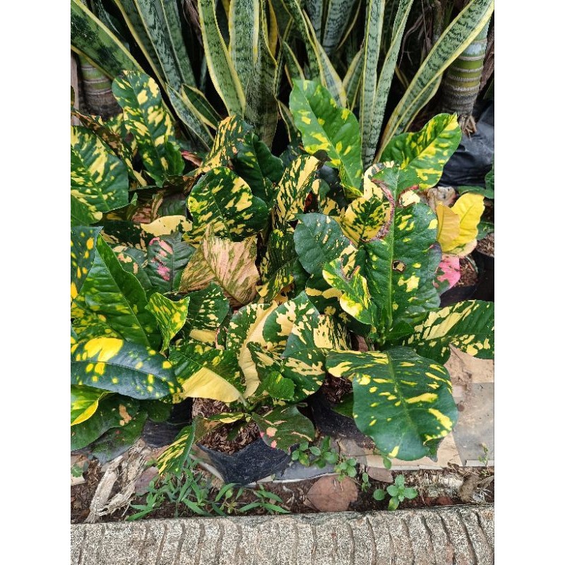 Tanaman hias puring oscar / Pohon puring oscar