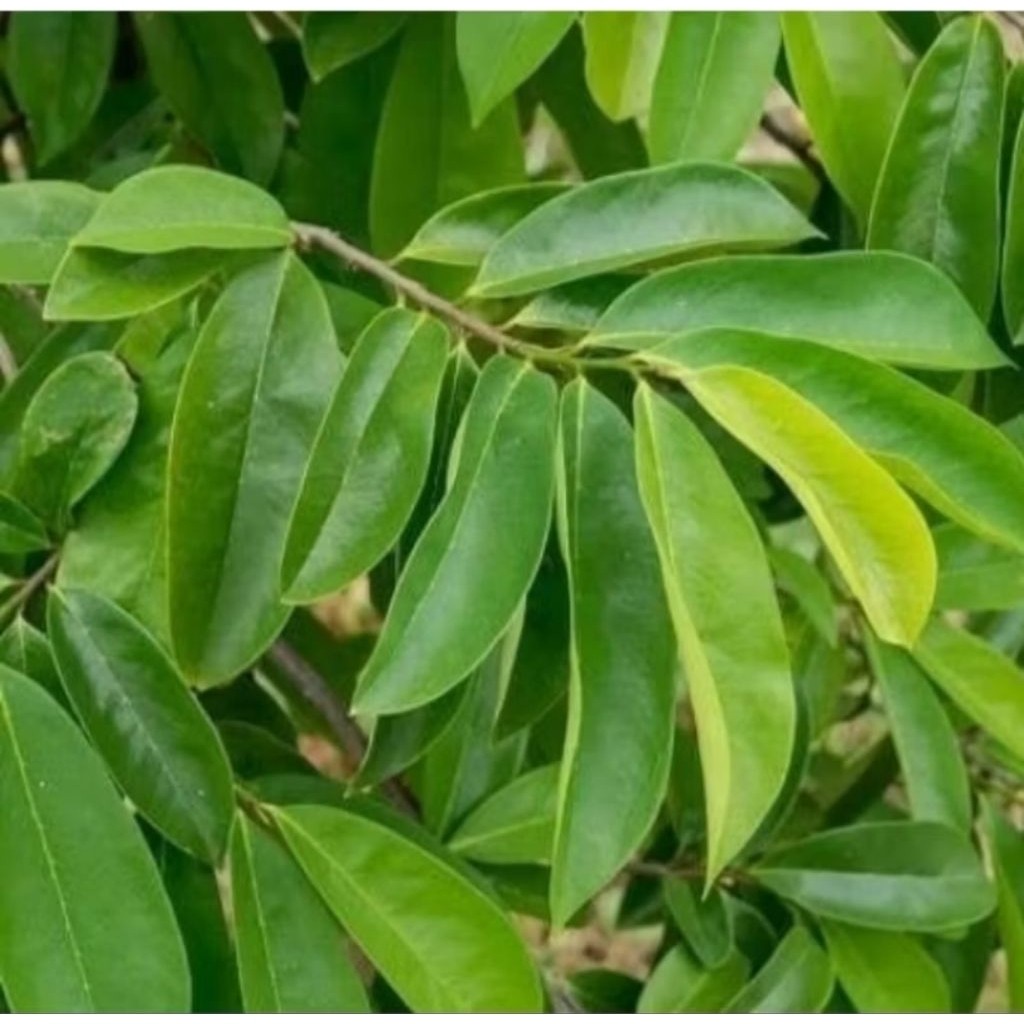 

Daun sirsat segar dari muria isi 25 lembar bagus untuk obat kanker dan penyakit lainnya