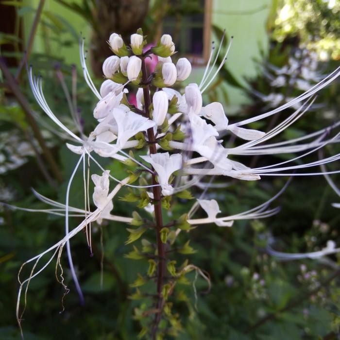 

BIBIT TANAMAN HERBAL TANAMAN KUMIS KUCING
