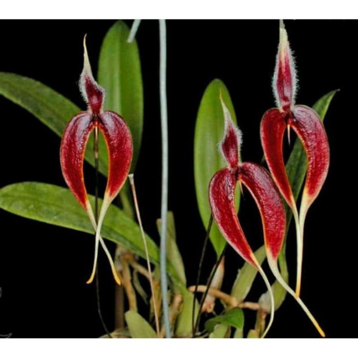 

New COD anggrek mini bulbophyllum blumei Terlaris