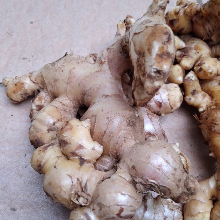 

Jahe Gajah Seger Jumbo premium 1Kg