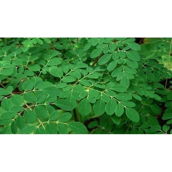 

Daun Kelor - Asli daun kelor segar penangkal berbagai macam penyakit