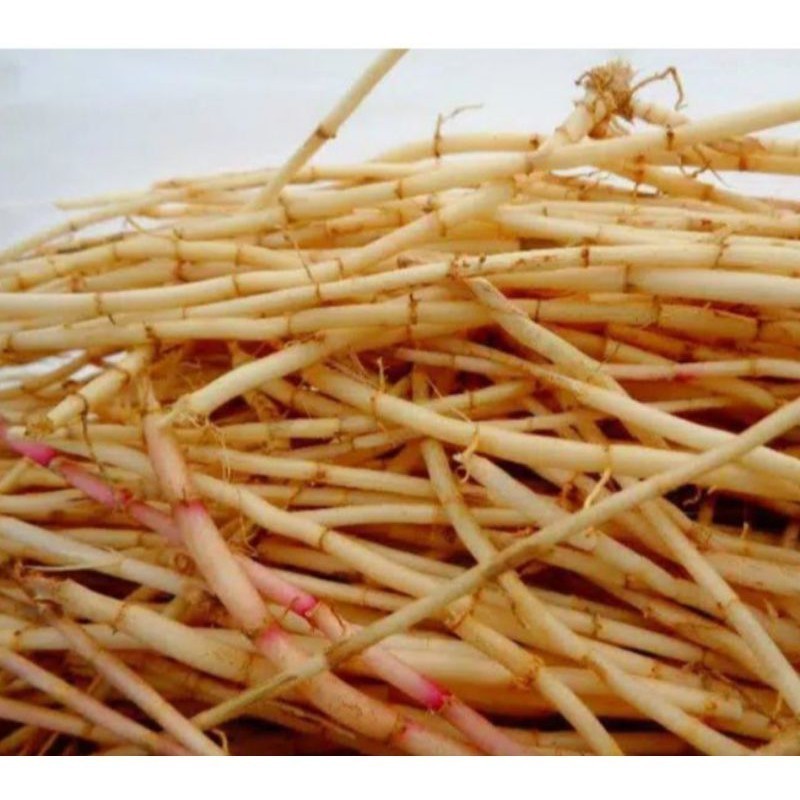 

Halimun Herbal Akar Alang Alang Fres Segar 1kg Herbal Alami