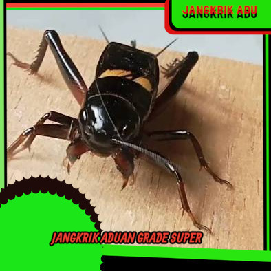 JANGKRIK ( SUPER BESAR ) JANGKRIK JALITENG JANGKRIK ADUAN SUPER. - MERAH SUPER S M L XL
