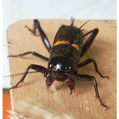 ukuran besar JKK Jangkrik Aduan / Jangkrik Hidup / Jangkrik Kalung / Jangkrik Sawah / Jangkrik Gengg