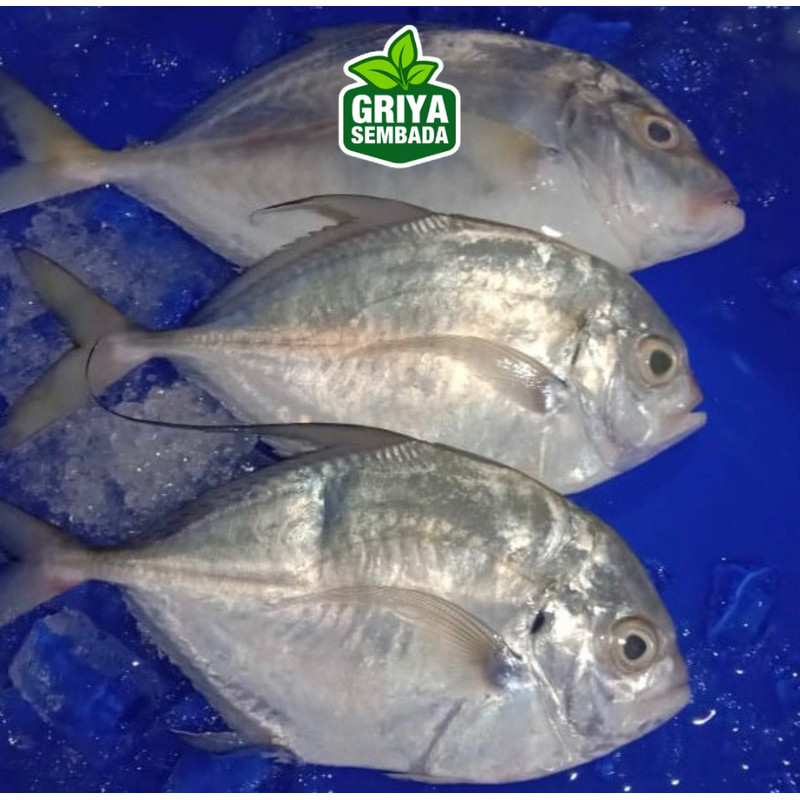 

Ikan Kuwe Segar Griya Sembada