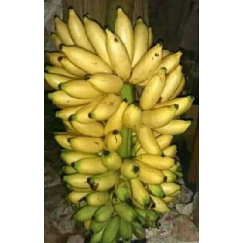 

Pisang Lampung 1 Tandan