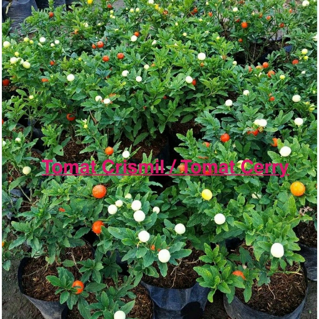 Bibit Tomat Crismil Kondisi Berbuah Manis