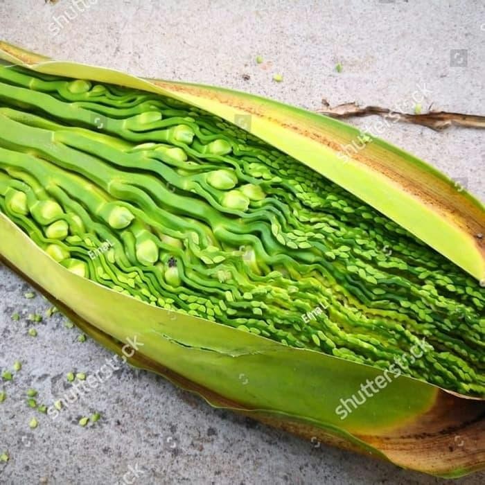 

ready bunga pinang segar