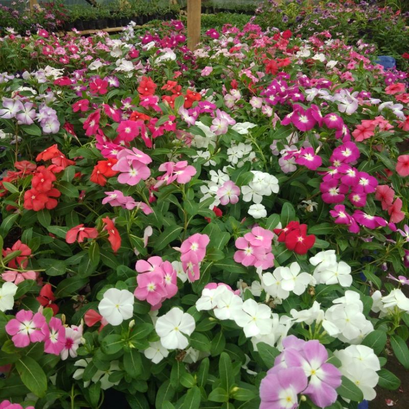 PROMO SINGKAT Bibit bunga vinca hidup / tanaman hias bibit pohon vinca hidup / plant tapak dara