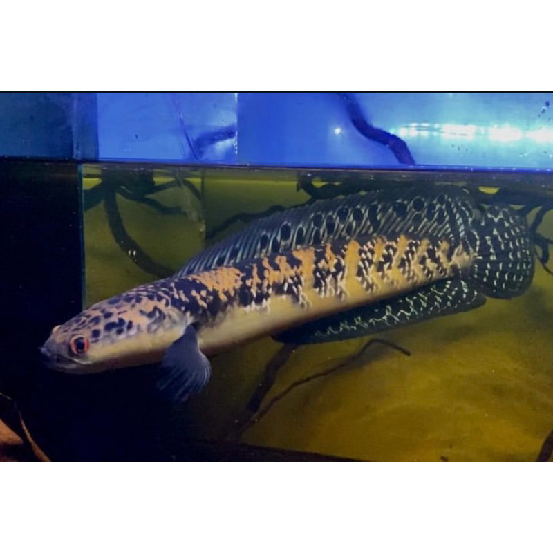 arstistik Channa marulius 4/5 cm bahan terbaik