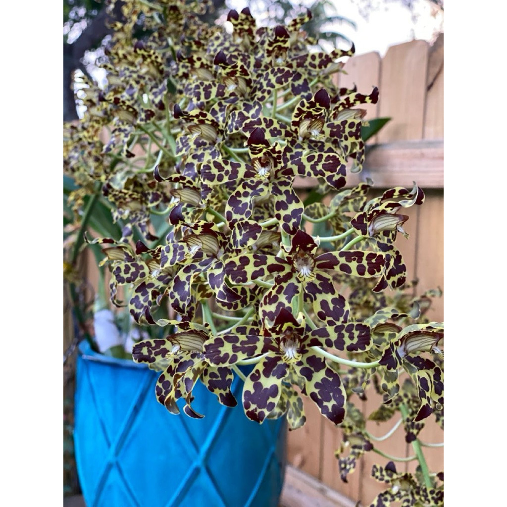 bunga anggrek/Grammatophyllum stapeliiflorum Rumpun besar