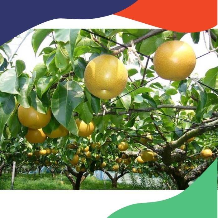 tanaman bibit buah pear pir madu kualitas super