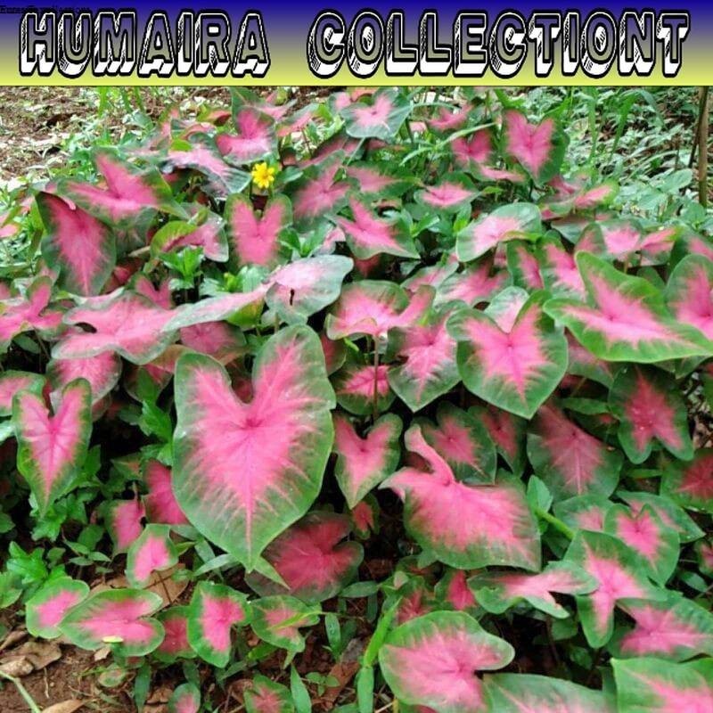 

Keladi Pink Love Siap Tanam