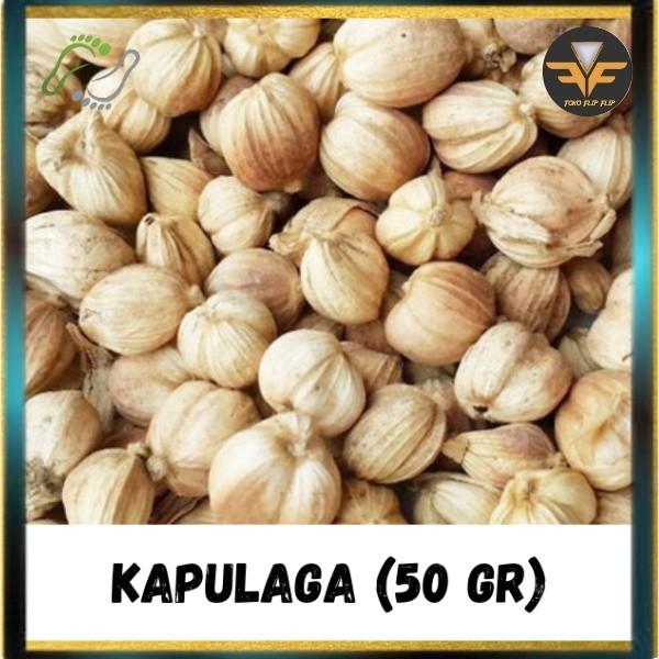 

Biji Kapulaga Cardamom isi 50 Gram Bumbu Rempah Kapolaga Kapulada Kering Alami Biji Kapulaga Utuh Masak Rempah Dapur Obat Alami Herbal TERMURAH TERLARIS