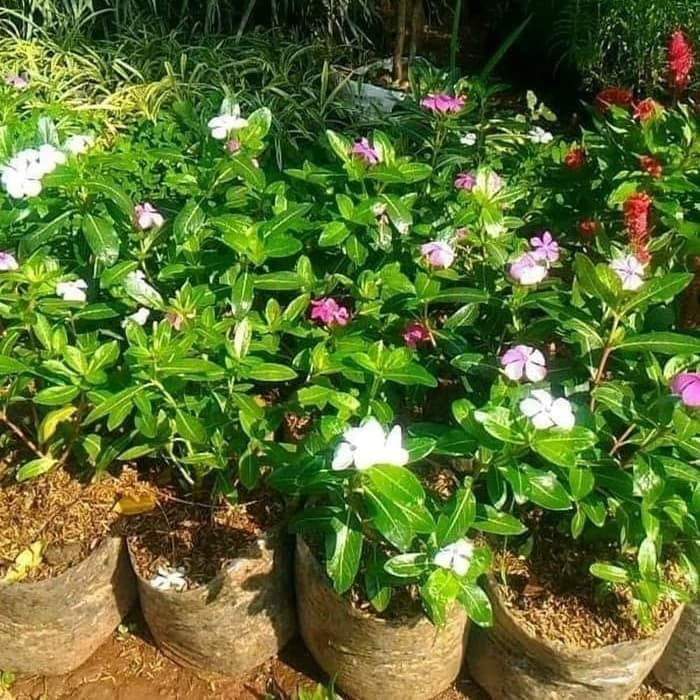 bibit tanaman hias tapak dara - bunga tapak dara